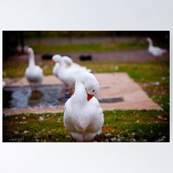 Item preview, Goose in Half designed and sold by Nicholas Peel.