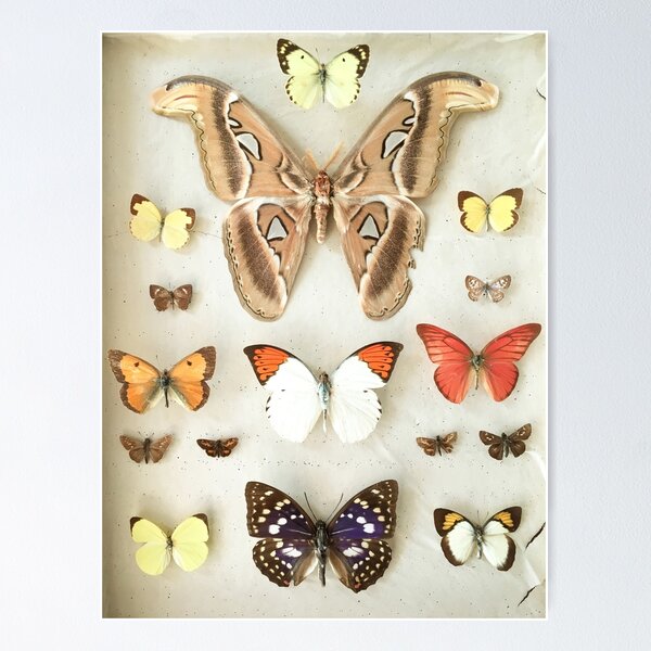 Item preview, Butterflies and Moths designed and sold by Cassia Beck.