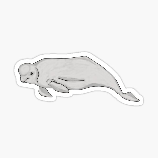 Beluga Whale Sticker