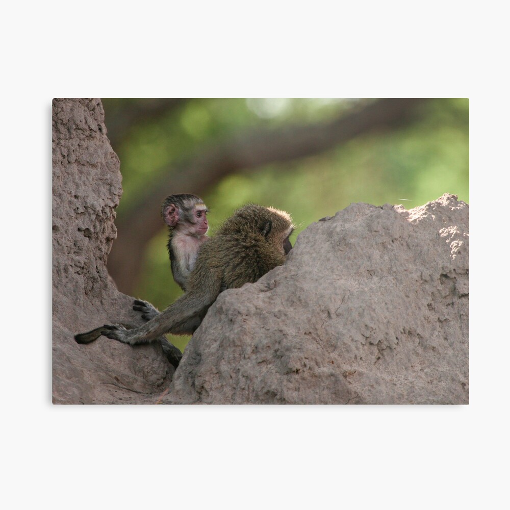 Vervet Monkey's on the look out Metal Print