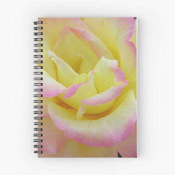 Item preview, Bi-coloured Rose designed and sold by lezvee.
