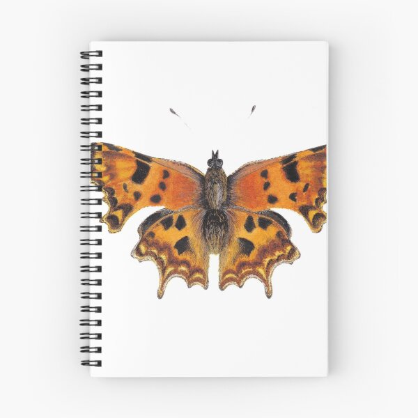 Aperçu de l'œuvre Papillon virgule créée et vendue par WhileIWonder.