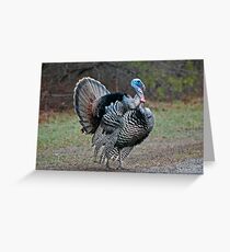 Wild Turkey Greeting Card