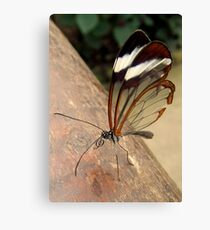 Glasswing Butterfly (G-clef proboscis) Canvas Print
