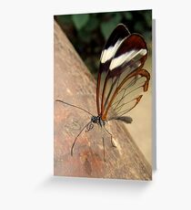 Glasswing Butterfly (G-clef proboscis) Greeting Card