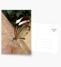 Glasswing Butterfly (G-clef proboscis) Postcards