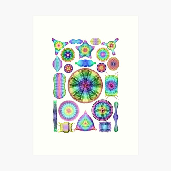 Ernst Haeckel Rainbow Diatoms Art Print