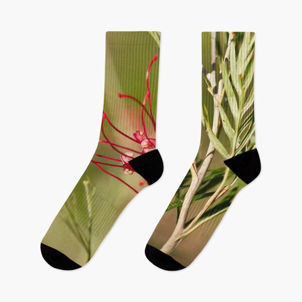 Item preview, Beautiful red scarlet grevillea Australian Wildflower in Bloom designed and sold by Bellamaree.