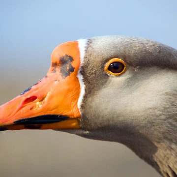 Artwork thumbnail, Goose Portrait by Randall Ingalls