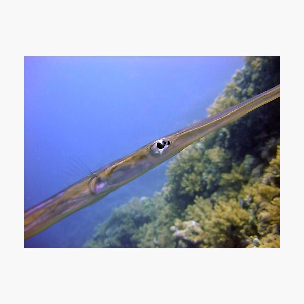 The Eye of a Trumpetfish - Aulostomus Maculatus Photographic Print