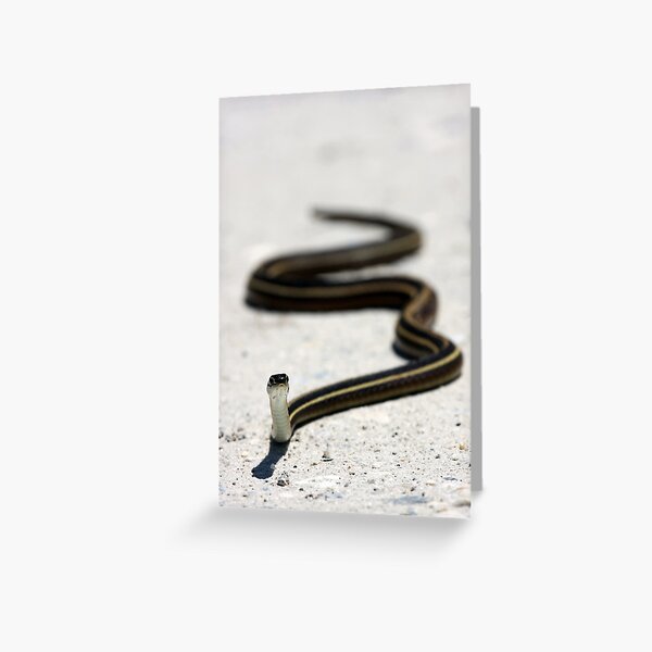 Ribbon Snake Greeting Card