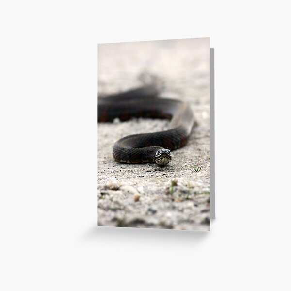 Water Snake Greeting Card