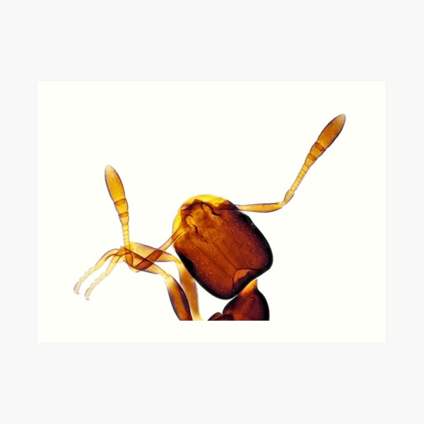 Tiny ant under the microscope Art Print