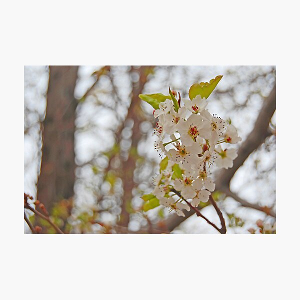 Item preview, Here comes spring designed and sold by Bree Waltman.