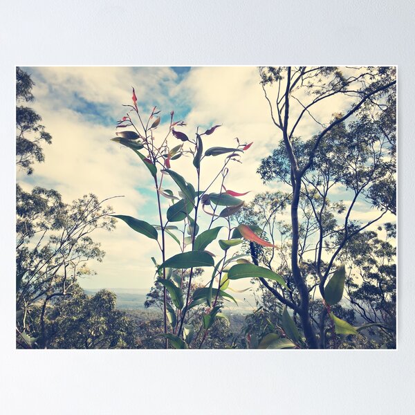 Item preview, Through the gum leaves - view of the Hunter Valley designed and sold by Bellamaree.