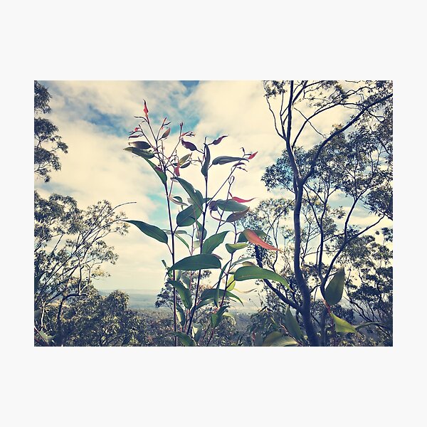 Item preview, Through the gum leaves - view of the Hunter Valley designed and sold by Bellamaree.
