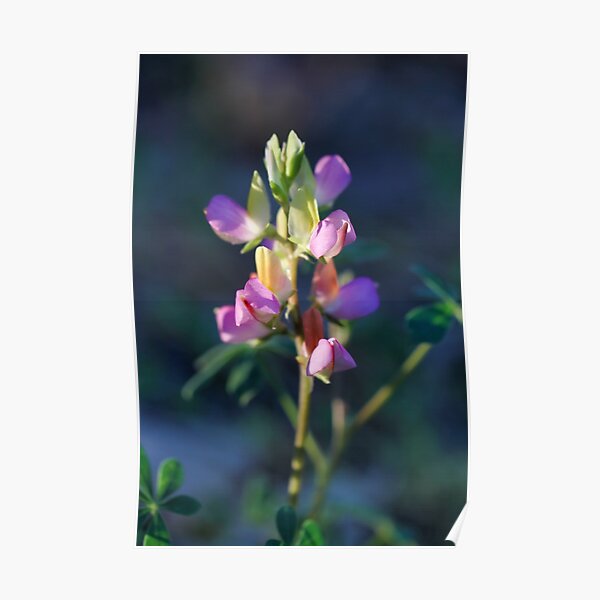 Harlequin Lupine Poster