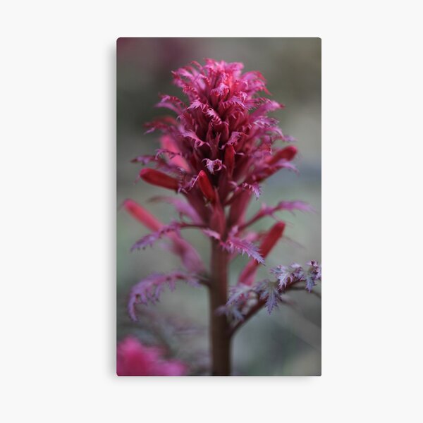 Warrior's Plume Canvas Print