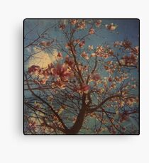 Candyfloss Canvas Print