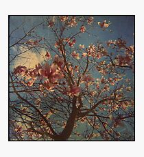 Candyfloss Photographic Print