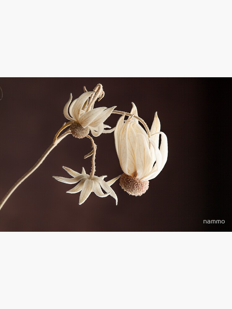 "Flannel Flowers" Sticker for Sale by nammo Redbubble