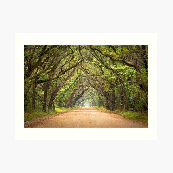 Botany Bay Road - Edisto Island, SC Art Print