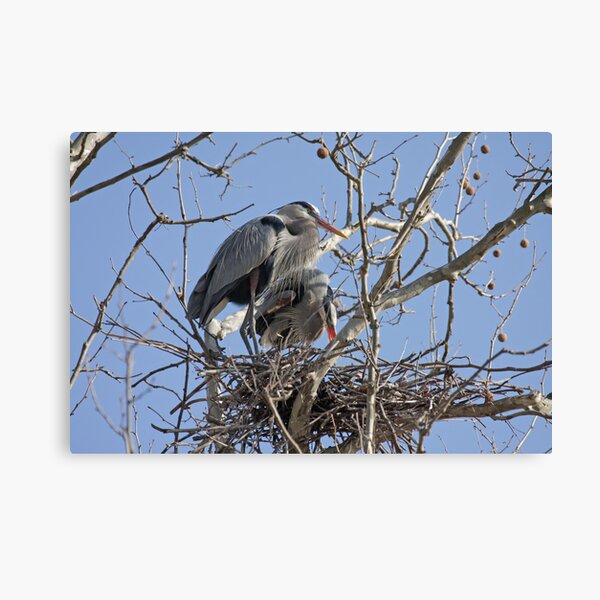 Blue Heron Canvas Print