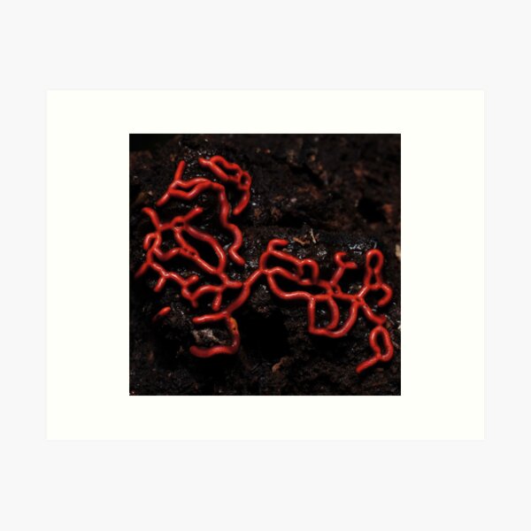 Item preview, Hemitrichia serpula, wierd prtezel slime mould designed and sold by Colin12.