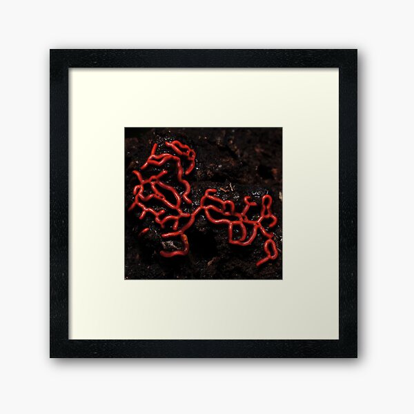 Item preview, Hemitrichia serpula, wierd prtezel slime mould designed and sold by Colin12.