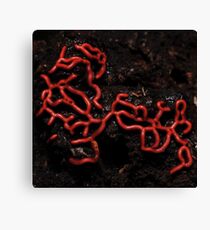 Hemitrichia serpula, wierd prtezel slime mould Canvas Print