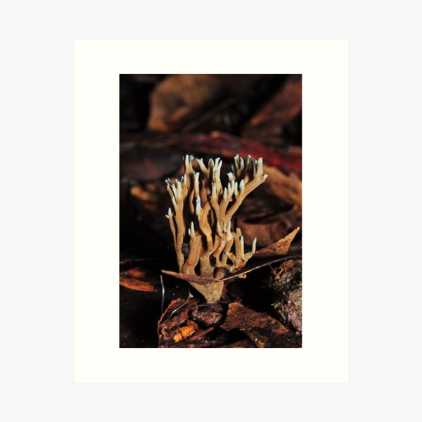 Item preview, Odd coral fungi designed and sold by Colin12.