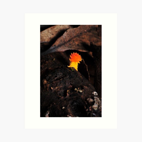 Item preview, Lonely little Cyptotrama aspratum designed and sold by Colin12.