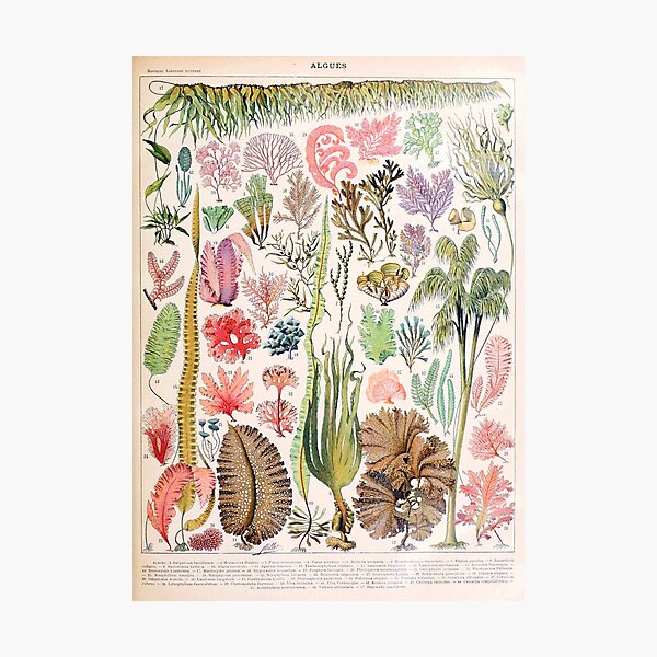 Item preview, Adolphe Millot - Algues - French vintage poster designed and sold by DejaVuStudio.