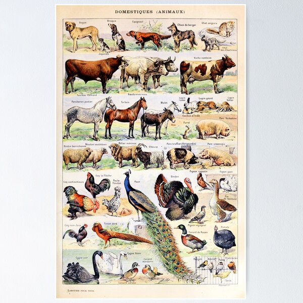 Item preview, Adolphe Millot - Animaux pour tous - French vintage poster designed and sold by DejaVuStudio.