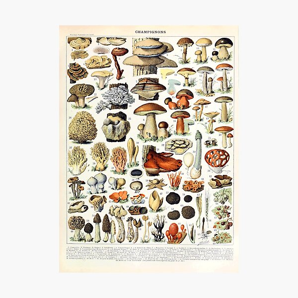 Item preview, Adolphe Millot - Champignons A - French vintage poster designed and sold by DejaVuStudio.