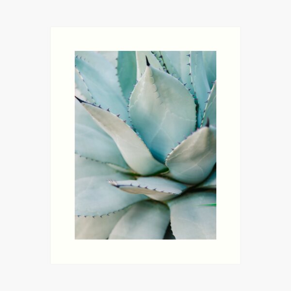Blue | Aloë Vera Succulent photography print | Soft colored Art Print