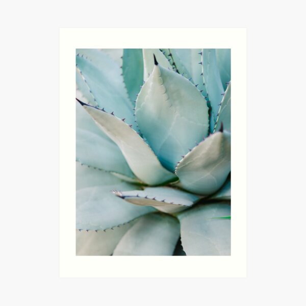 Blue | Aloë Vera Succulent photography print | Soft colored Art Print