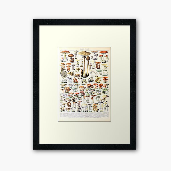 Artikel-Vorschau von Adolphe Millot - Champignons B - Französisches Vintage-Poster, designt und verkauft von DejaVuStudio.