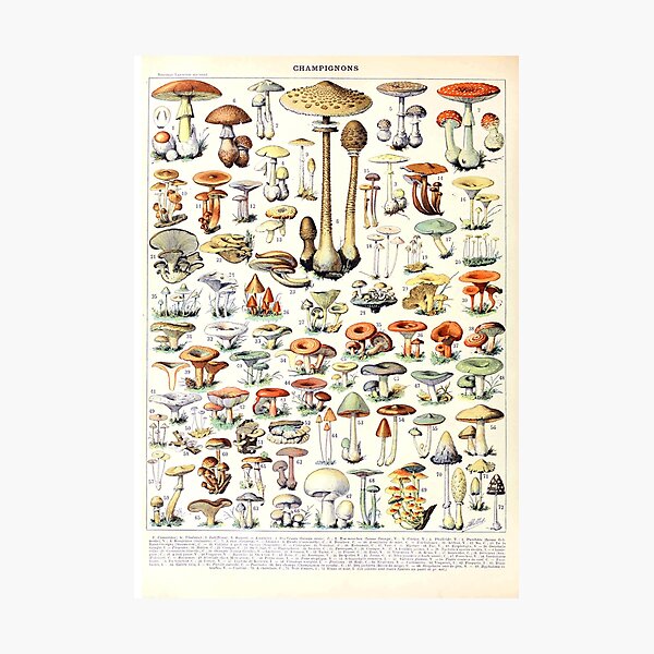 Item preview, Adolphe Millot - Champignons B - French vintage poster designed and sold by DejaVuStudio.