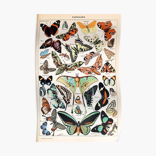 Adolphe Millot - Papillons pour tous - French vintage poster Poster