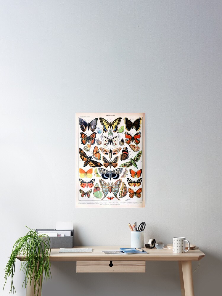 botanical wall decor Millot butterfly poster Papillon print