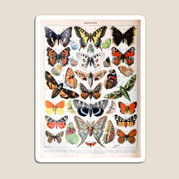Adolphe Millot - Papillons A - French vintage poster Magnet