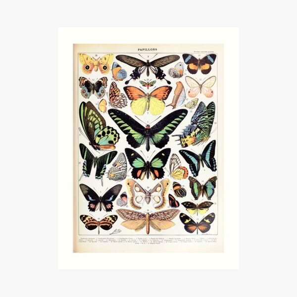 Adolphe Millot - Papillons B - French vintage poster Art Print