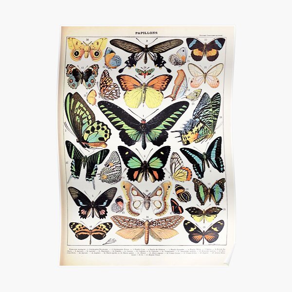Adolphe Millot - Papillons B - French vintage poster Poster