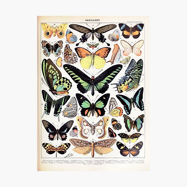 Adolphe Millot - Papillons B - French vintage poster Photographic Print