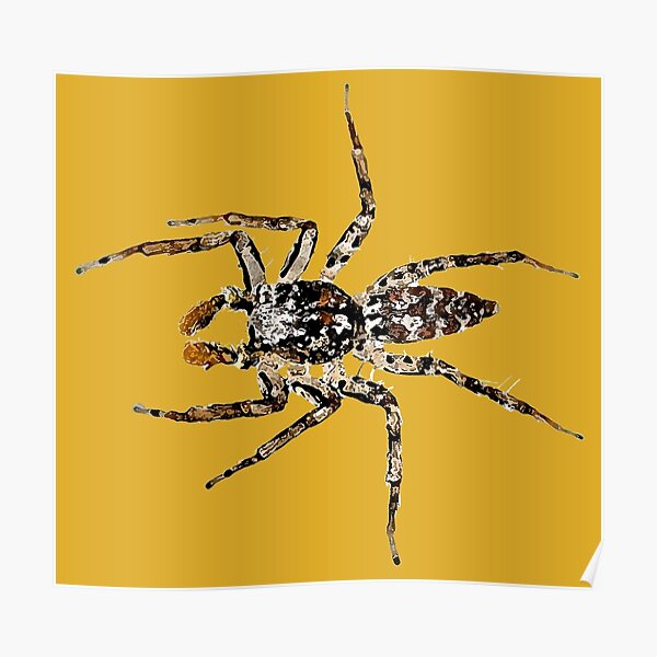 Poster Araignee Sauteuse Par Lizardbeans Redbubble