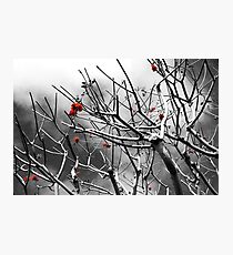 Blooming San Diego Photographic Print