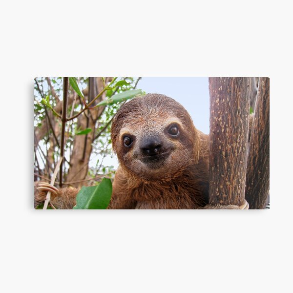 Baby sloth Metal Print