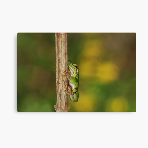 European Tree Frog(2cm) Canvas Print