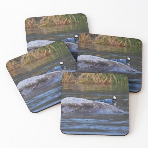 Item preview, All the waters passing by. White-throated dipper designed and sold by Jouko Lehto Photography.